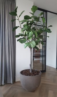 Ficus met pot &euro;549,-